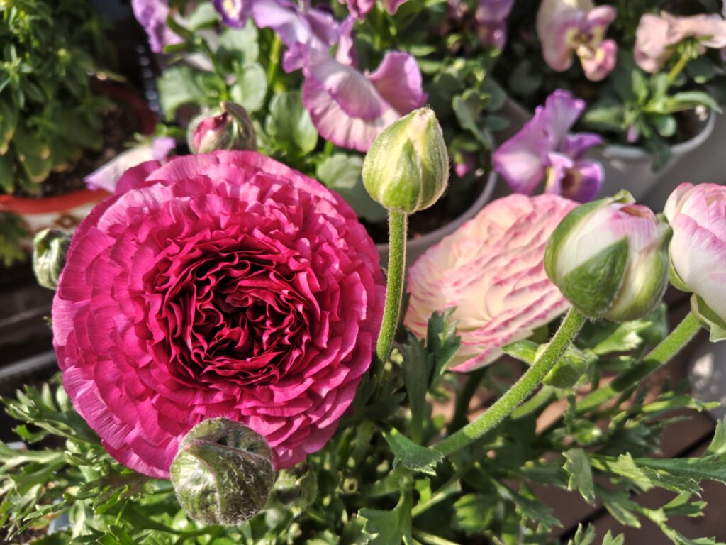 3/30 ３色寄せ植えのラナンキュラス