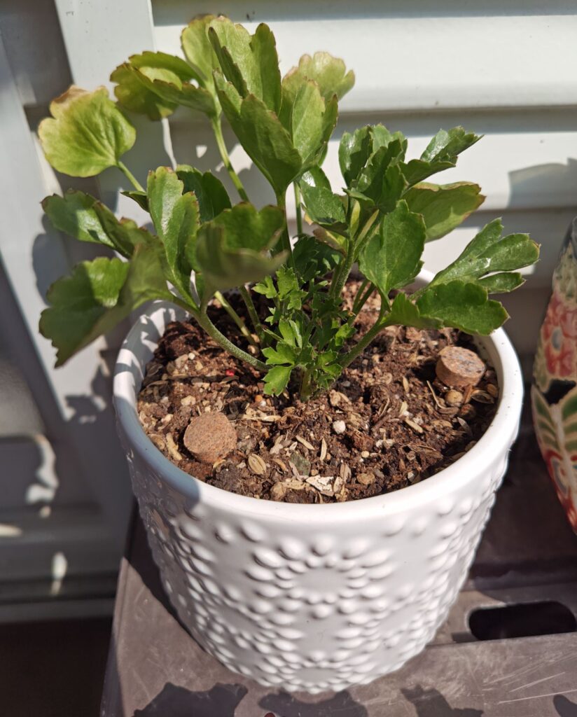 3/30掘り上げ球根のラナンキュラス