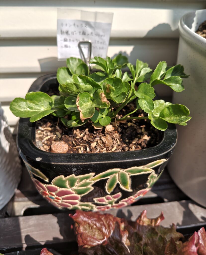 3/30掘り上げ球根のラナンキュラス