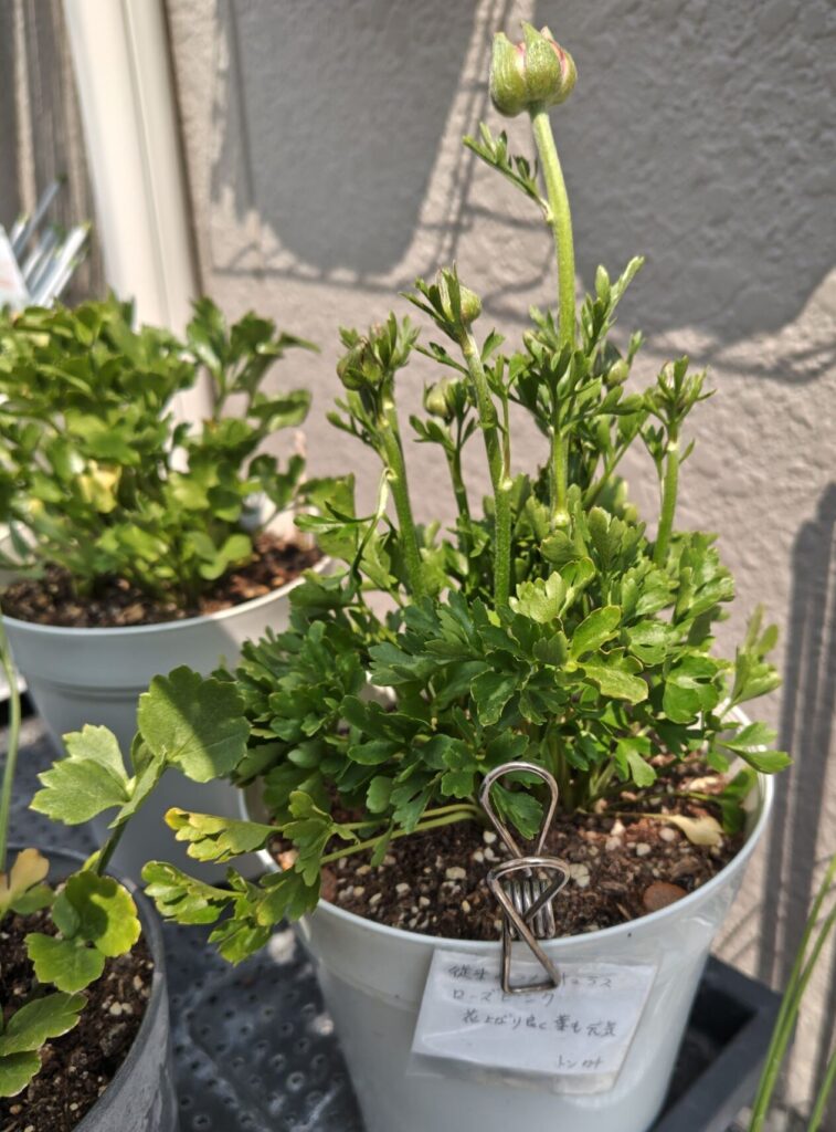 3/30掘り上げ球根のラナンキュラス