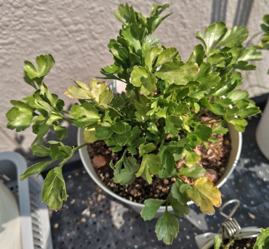 3/30掘り上げ球根のラナンキュラス