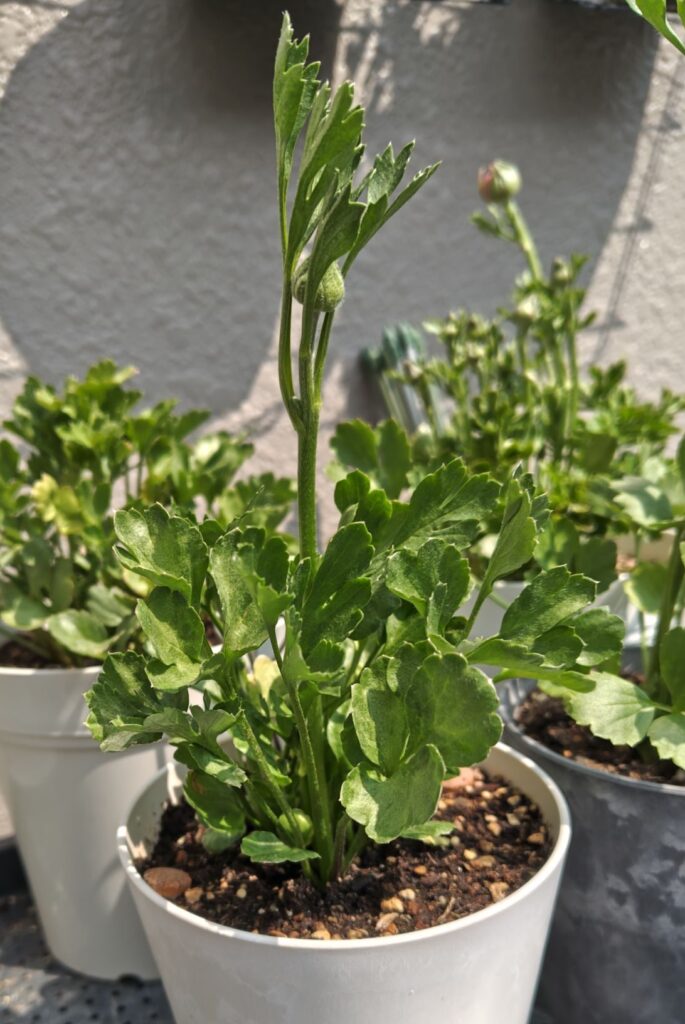 3/30掘り上げ球根のラナンキュラス