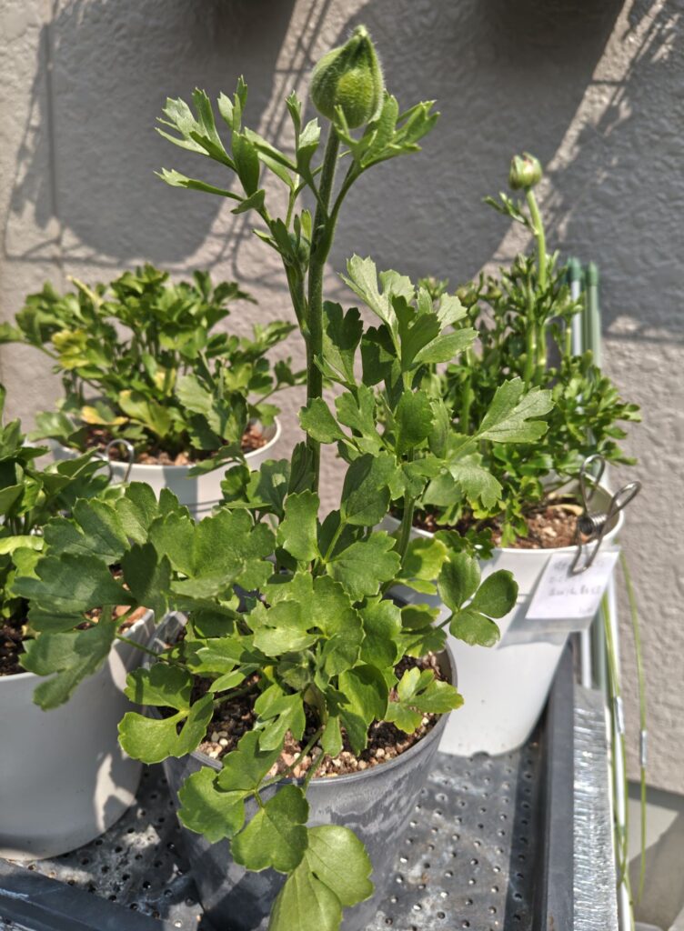 3/30掘り上げ球根のラナンキュラス