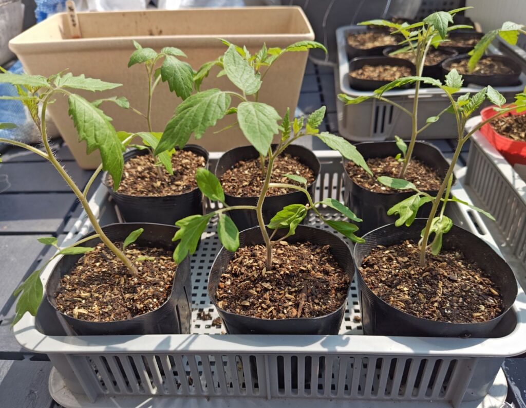 3/30オレンジポップのポット苗