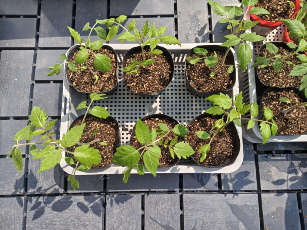 3/30オレンジポップのポット苗