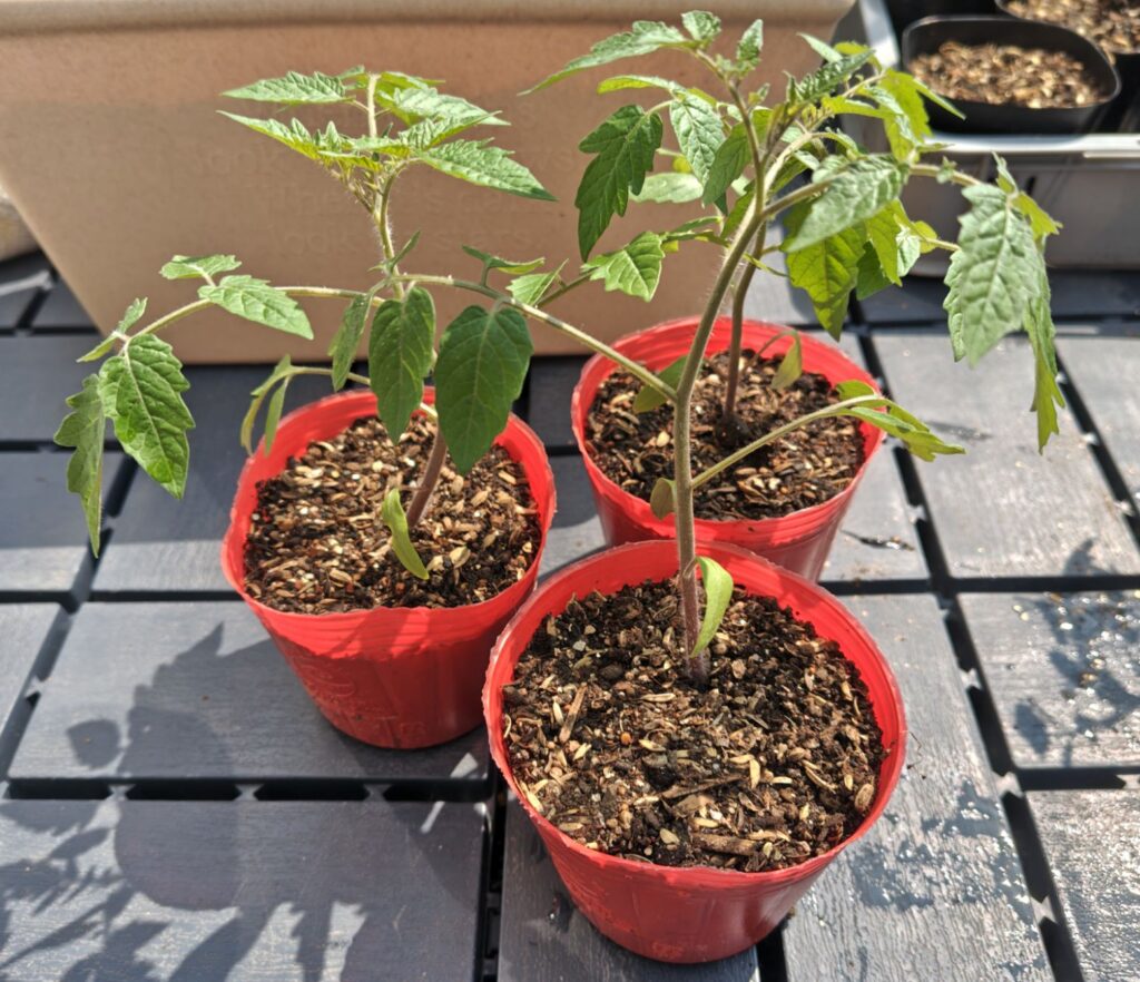 3/30マンマミーアのポット苗