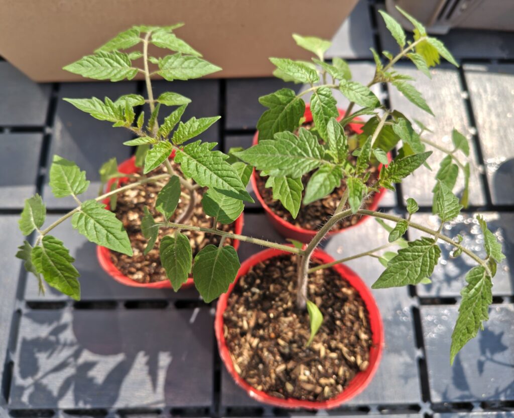 3/30マンマミーアのポット苗