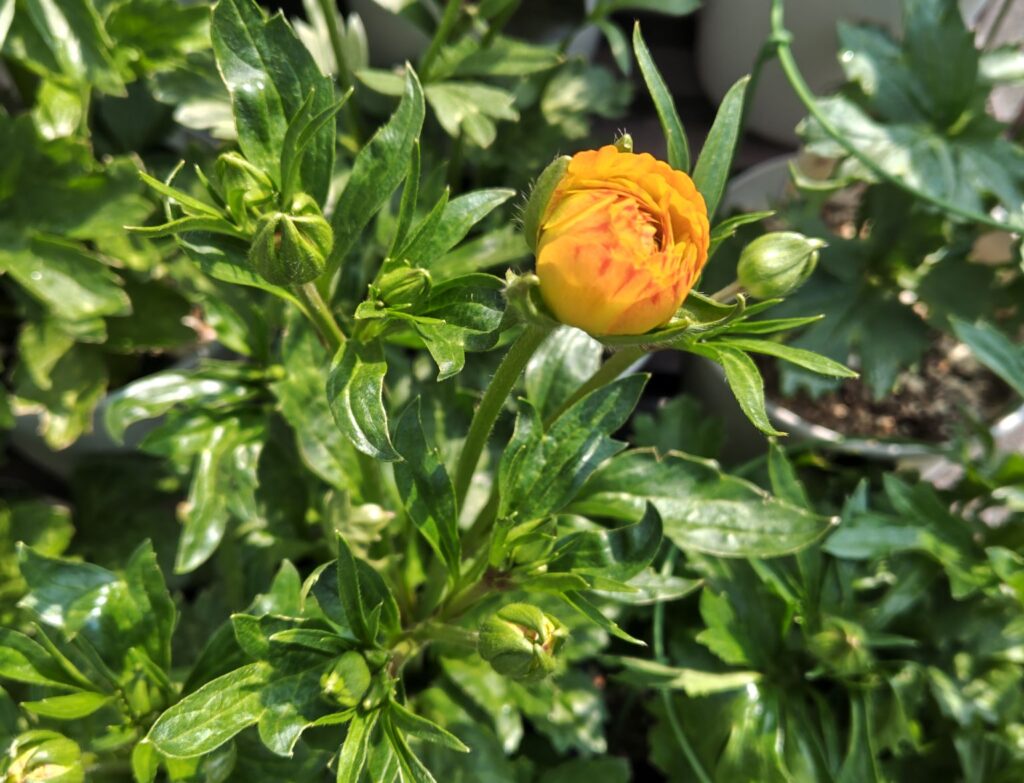 3/30　ラックス　ミネルバの花