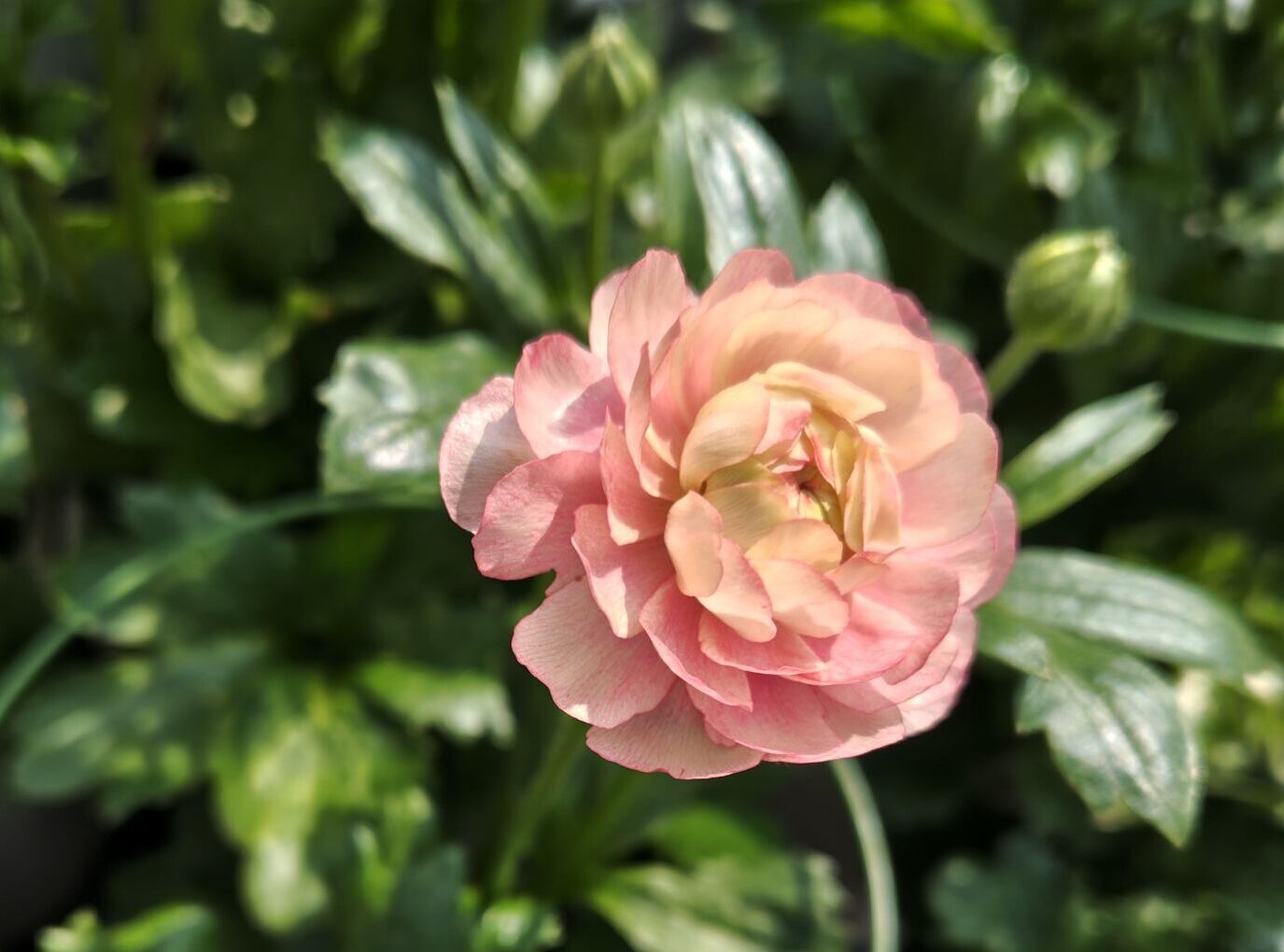 3/30　ラックス　ヘラの花