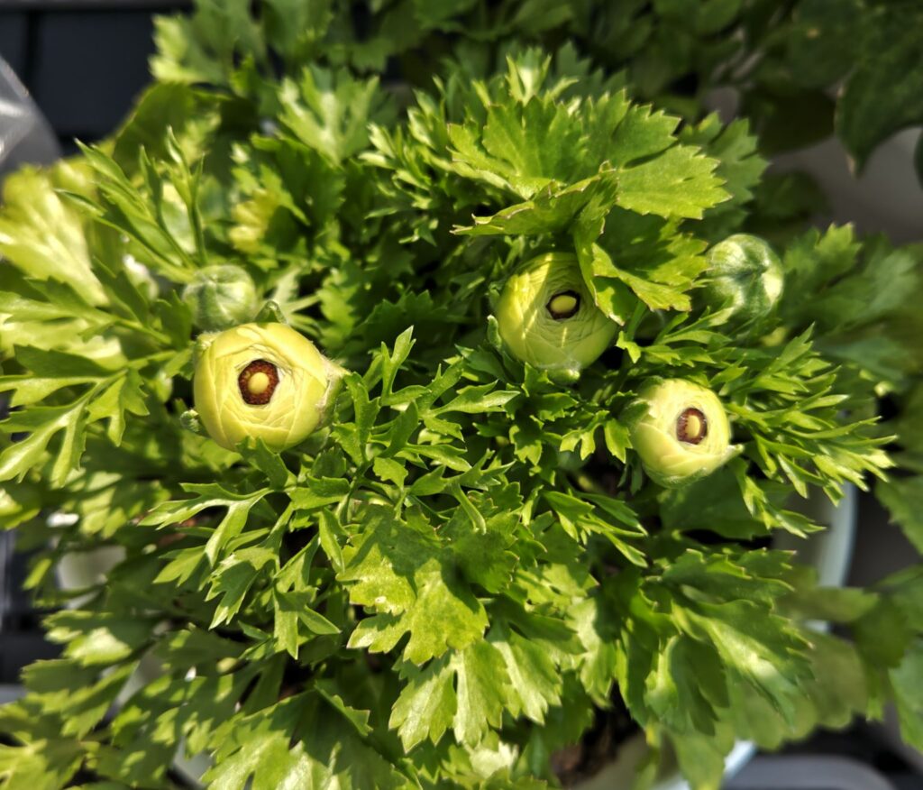 3/30掘り上げ球根のラナンキュラス