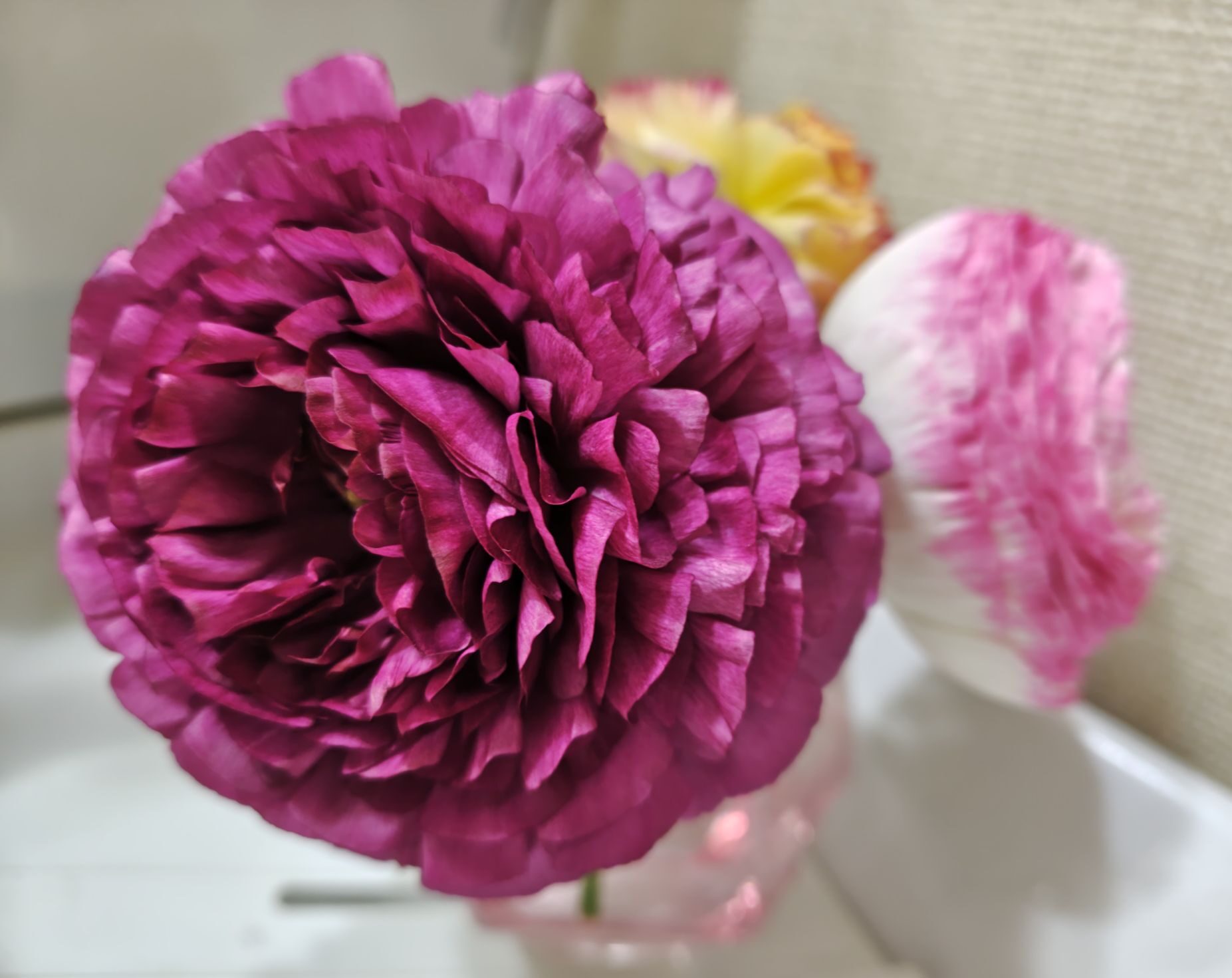 3/30カットした紫のラナンキュラス