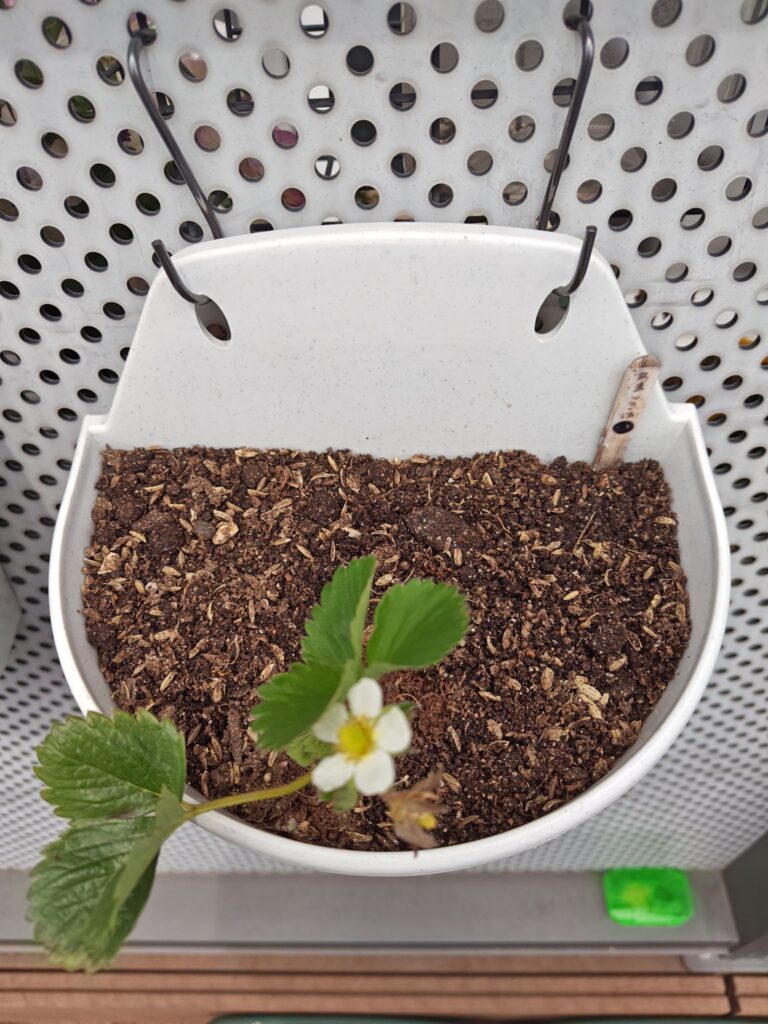 3/22あまいろは株分けした子株