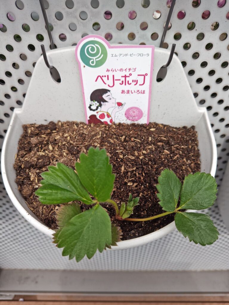 3/22あまいろは株分けした子株