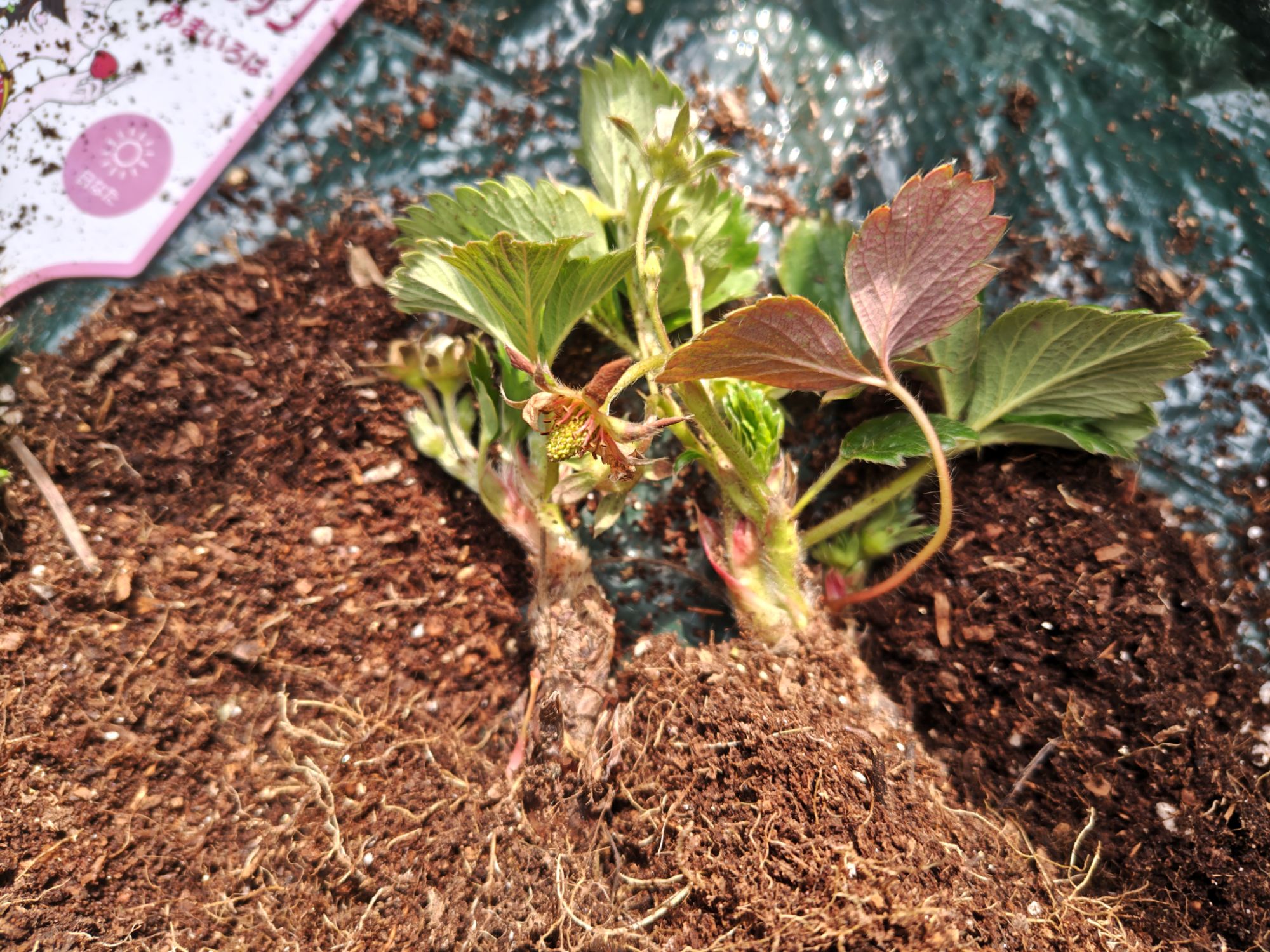 3/22あまいろは株分けの様子4(親株)