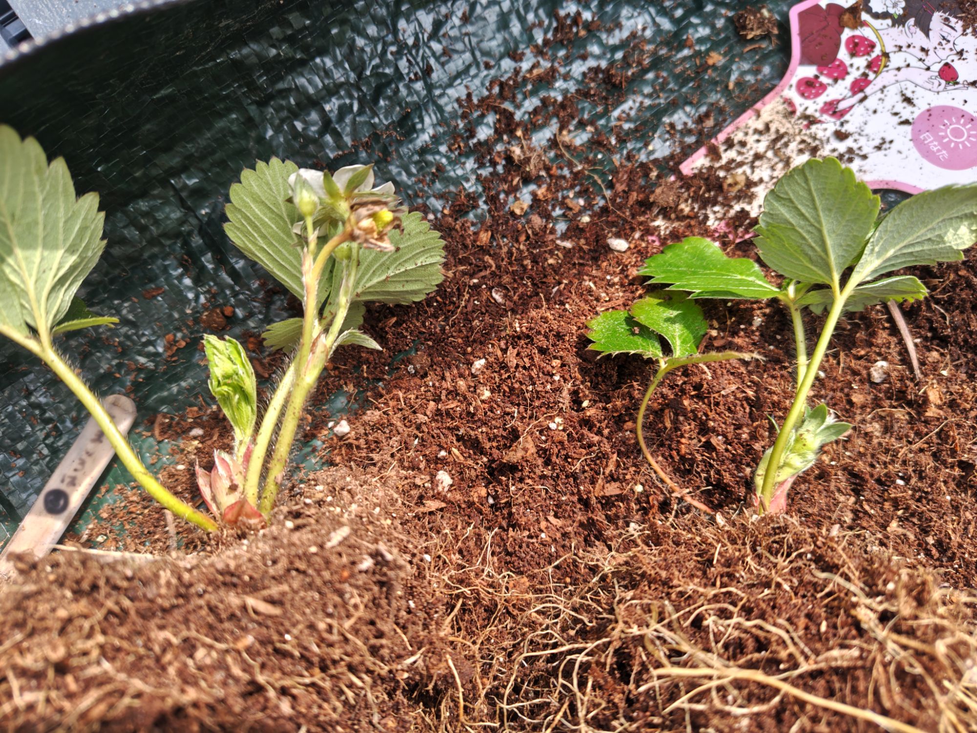 3/22あまいろは株分けの様子3(子株)