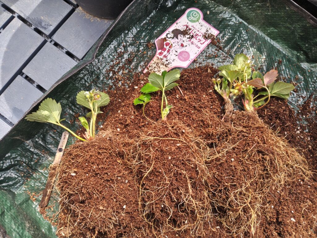 3/22あまいろは株分けの様子2