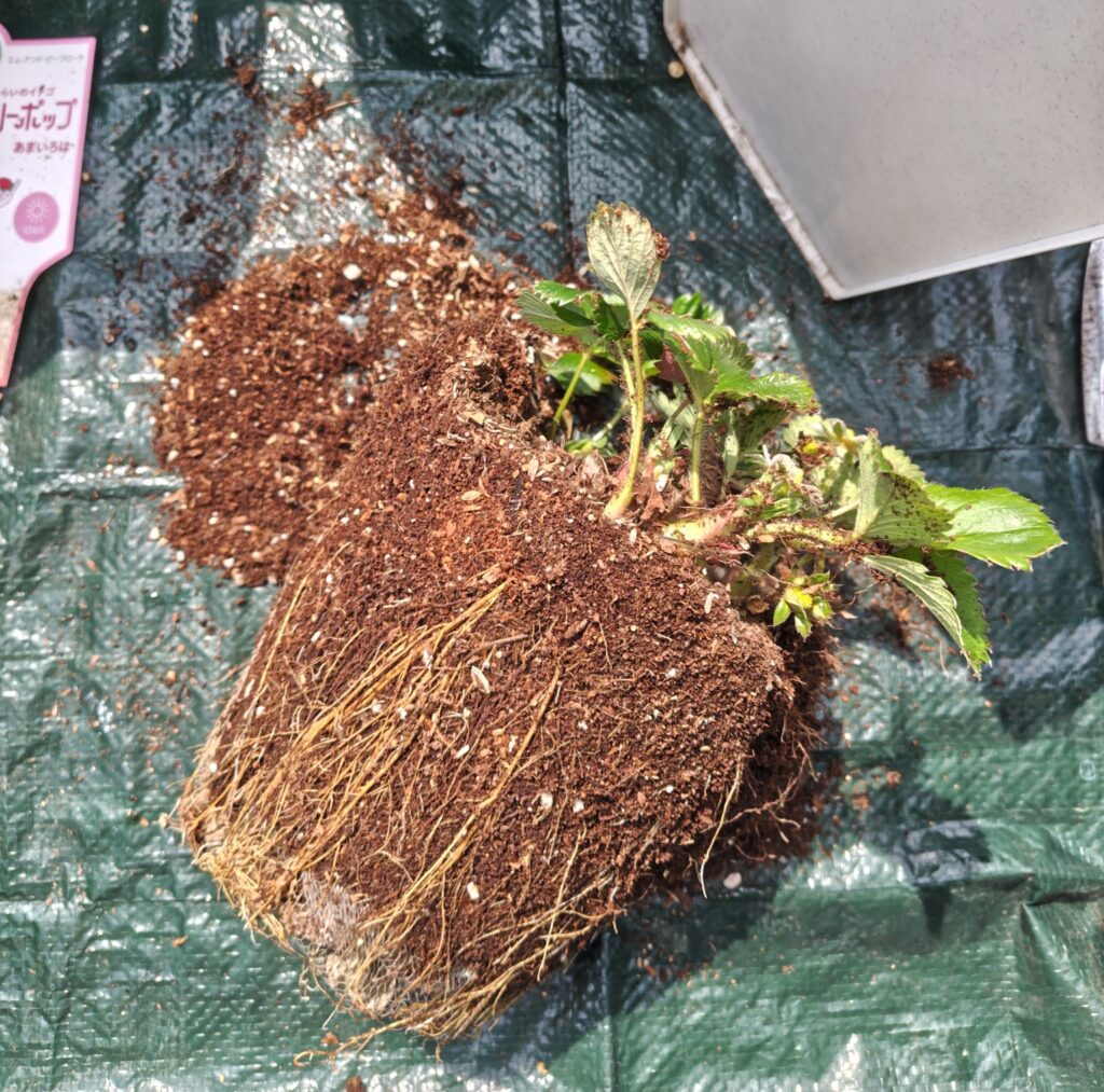 3/22あまいろは株分けの様子1