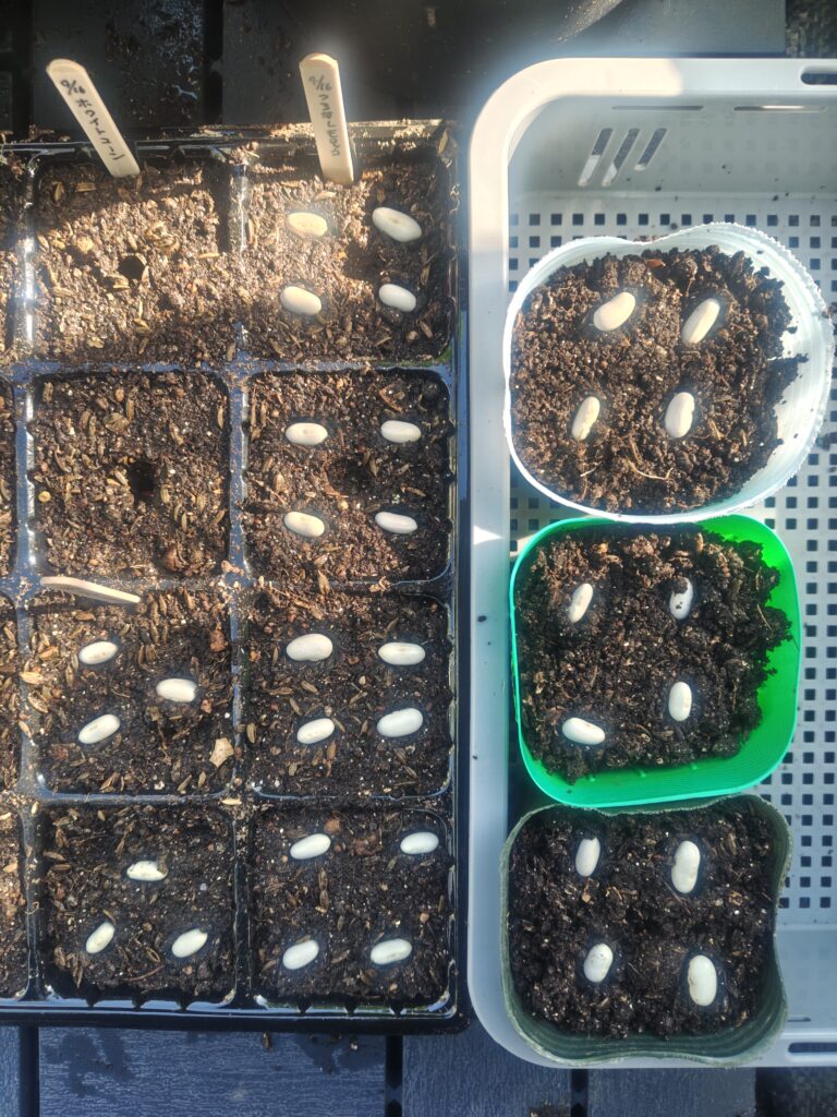 4/16 つるなしモロッコの種蒔き１