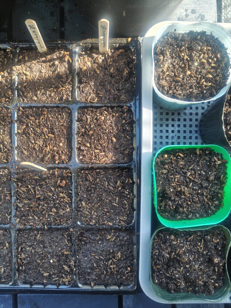 4/16 つるなしモロッコの種蒔き２