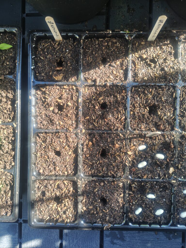 4/16 ホワイトコーンの種蒔き１