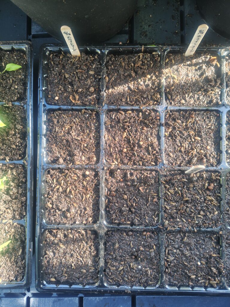 4/16 ホワイトコーンの種蒔き２