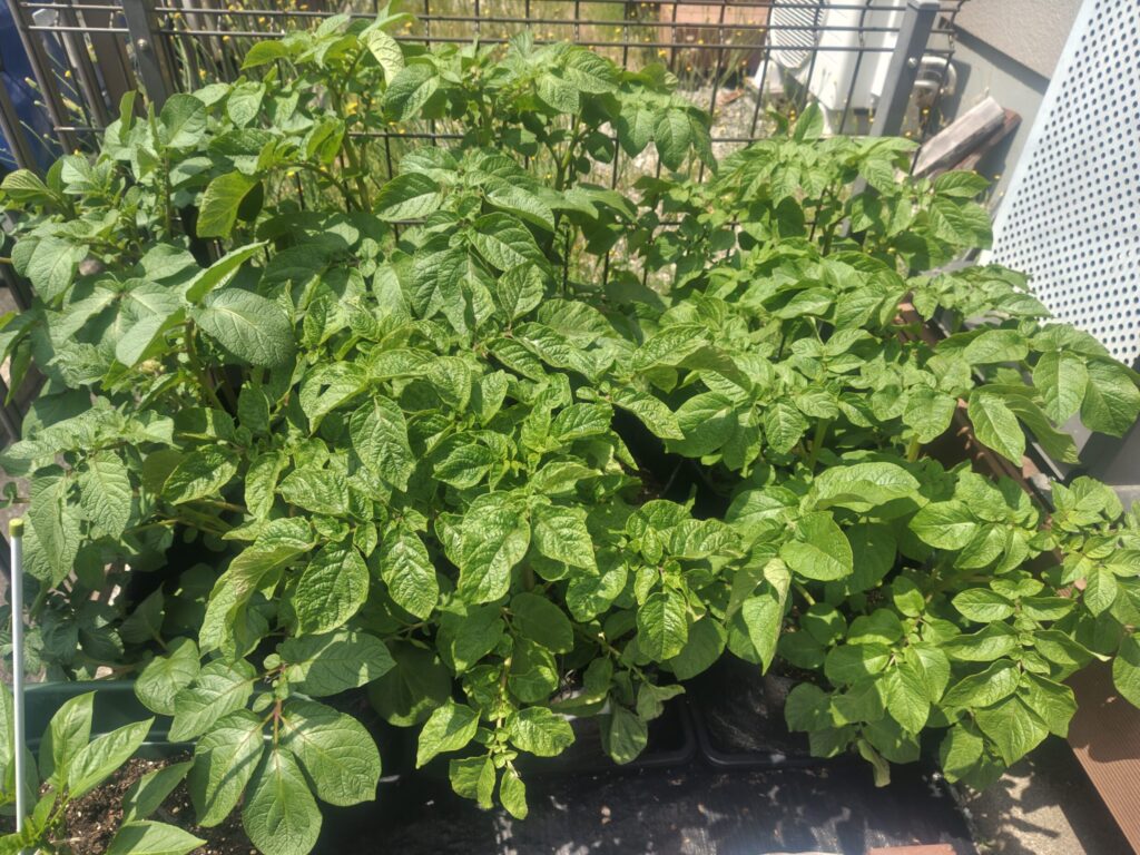 4/17_デストロイヤー＆レッドムーン