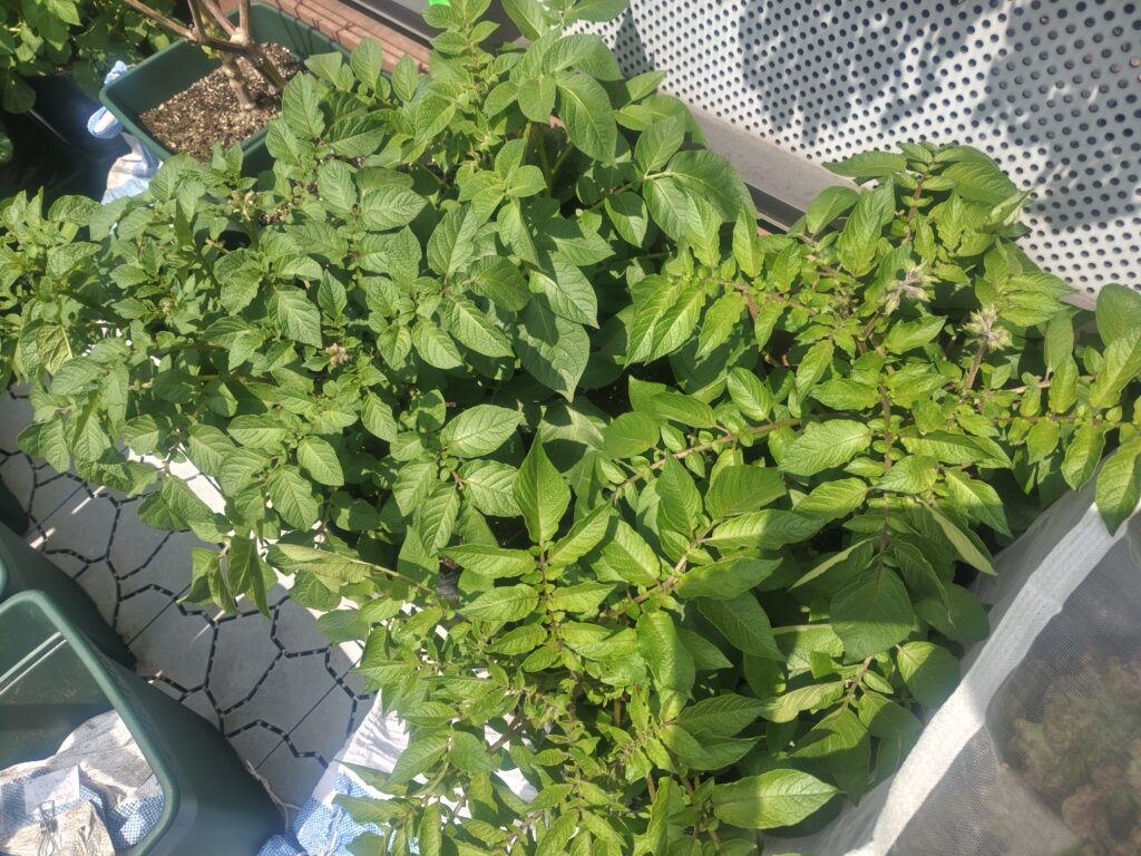 4/17_アンデスレッド＆アイマサリ＆ノーザンルビー