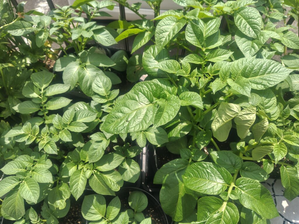 4/17_トウヤ＆ニシユタカ