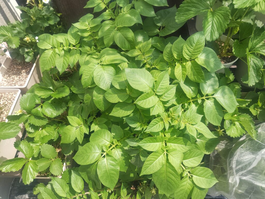 4/17_キタアカリ＆さやか＆アンデスレッド