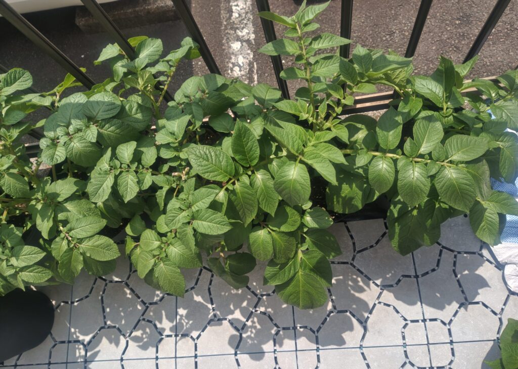 4/17_ゴミ箱プランターのじゃが芋