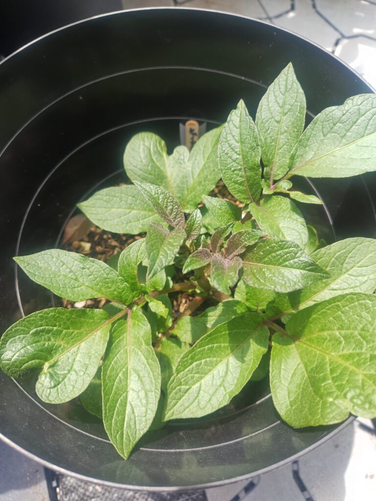 4/17_遅植えしたノーザンルビー
