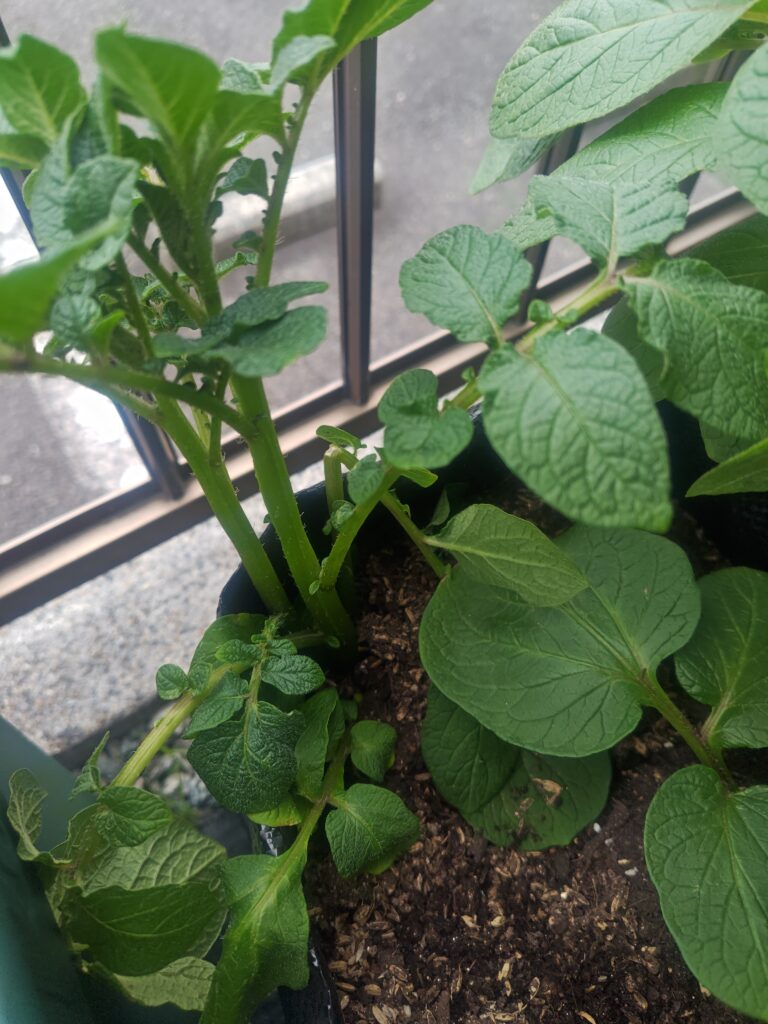 4/17_挿し芽したレッドムーン