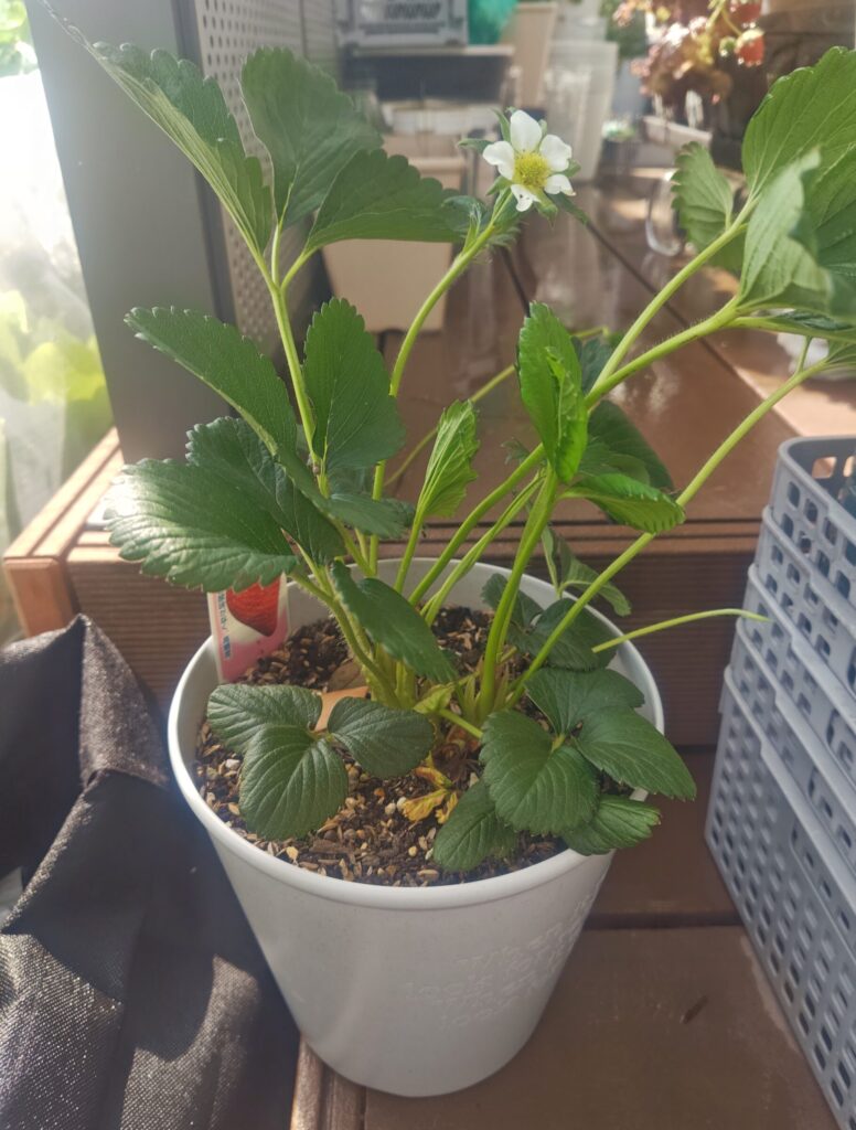 4/25 章姫