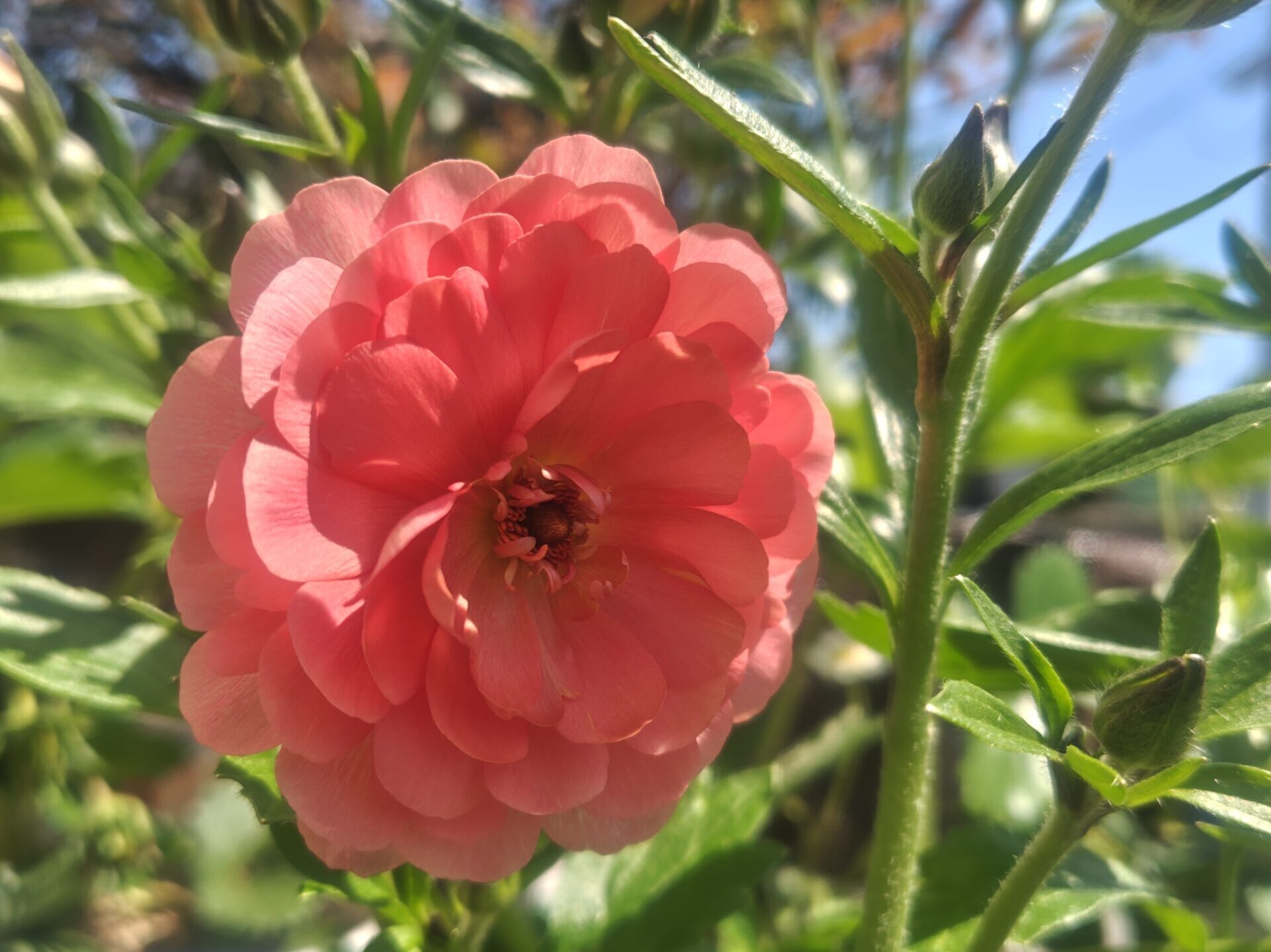 4/12ラックスエリスの花