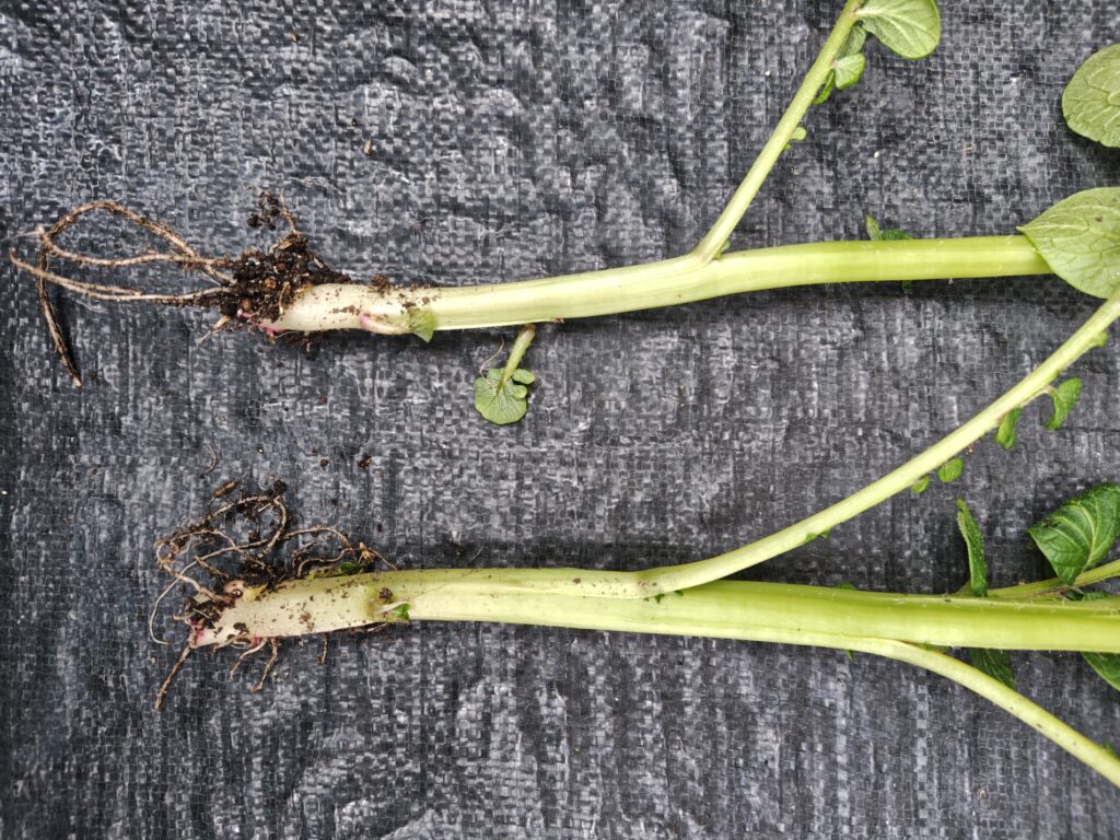 4/5 レッドムーンのかいた芽