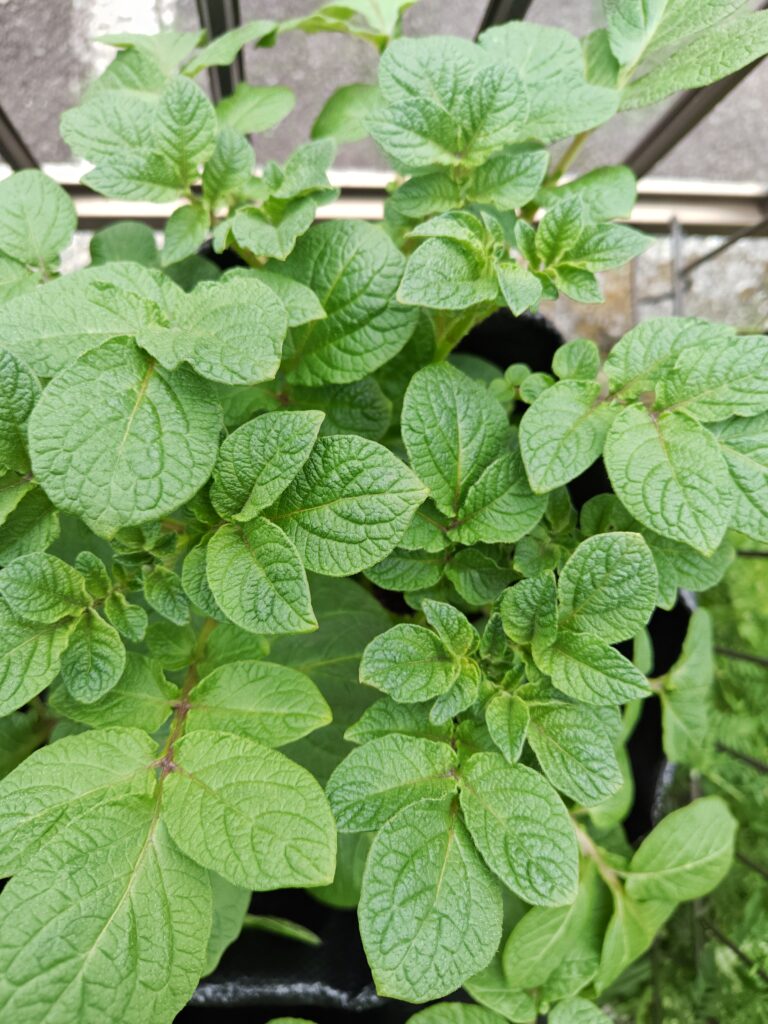 4/5 土嚢袋レッドムーン奥