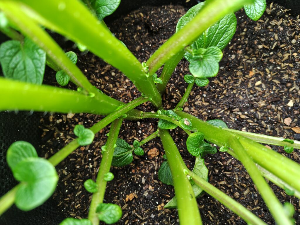 4/5 土嚢袋レッドムーン奥