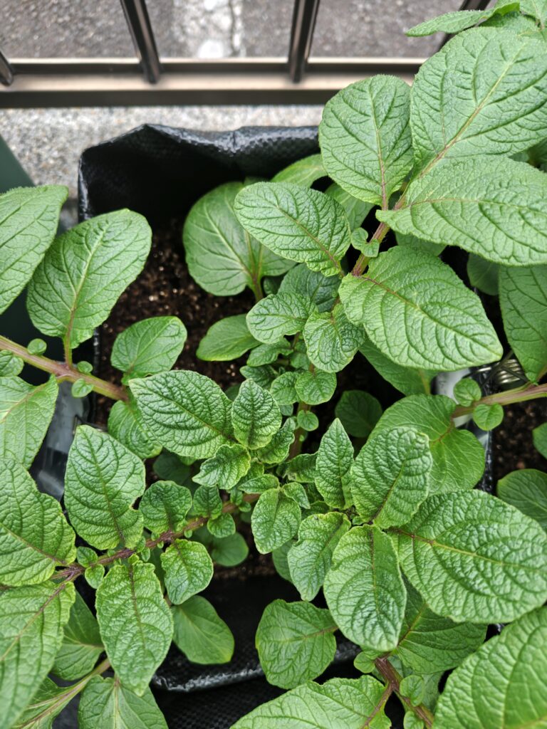 4/5 土嚢袋レッドムーン手前