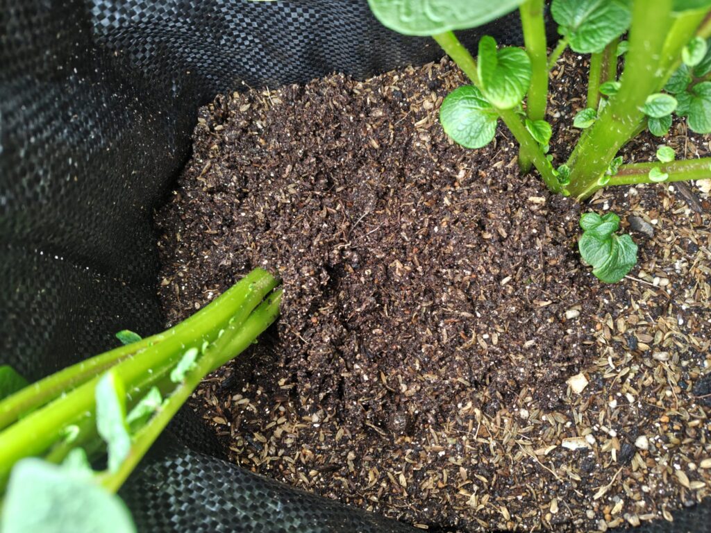 4/5 土嚢袋レッドムーン手前（移植後）