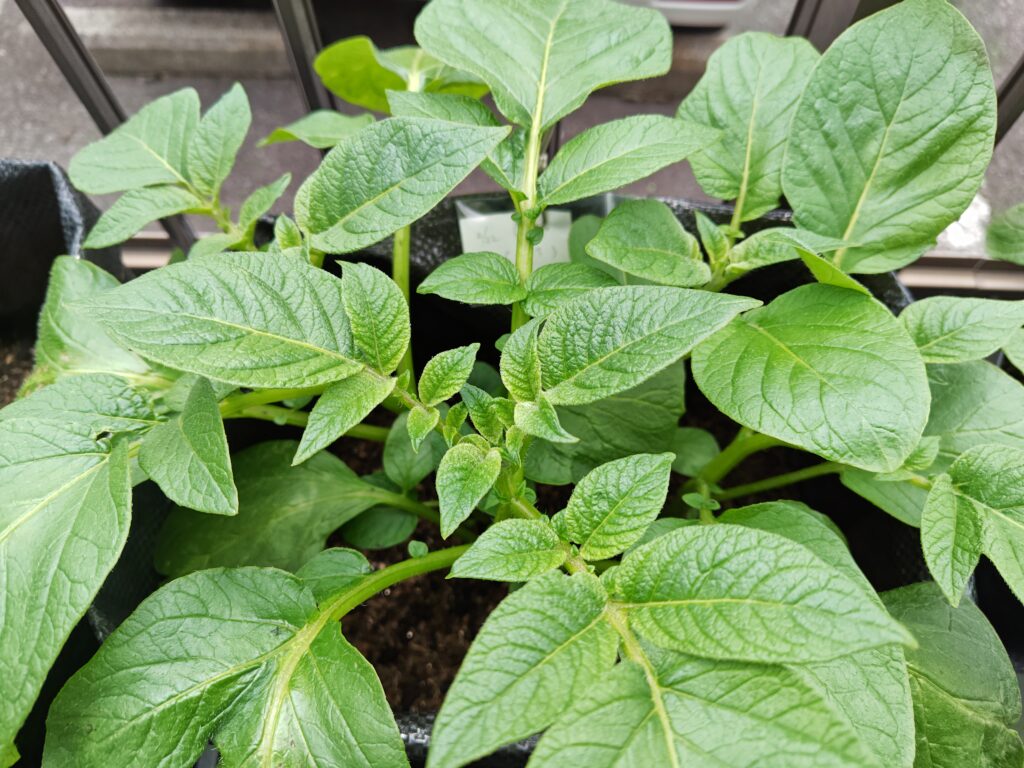 4/5土嚢袋のトウヤ奥