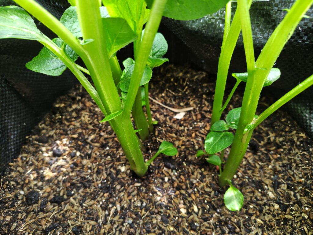 4/5土嚢袋のトウヤ奥