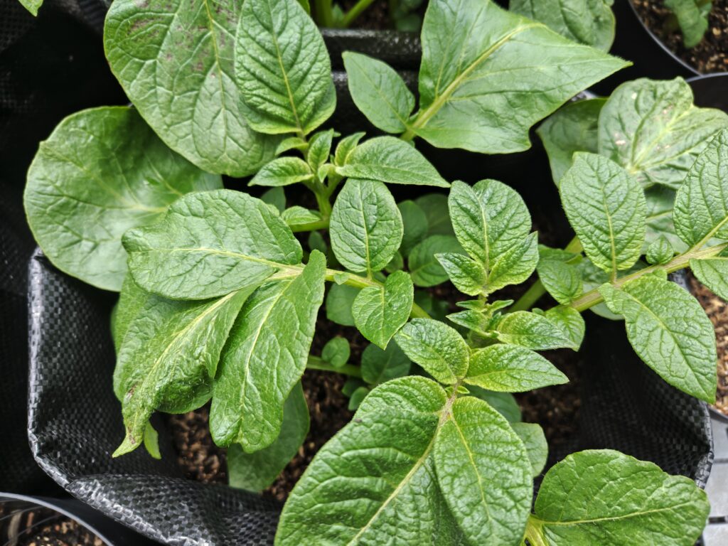 4/5土嚢袋のトウヤ手前