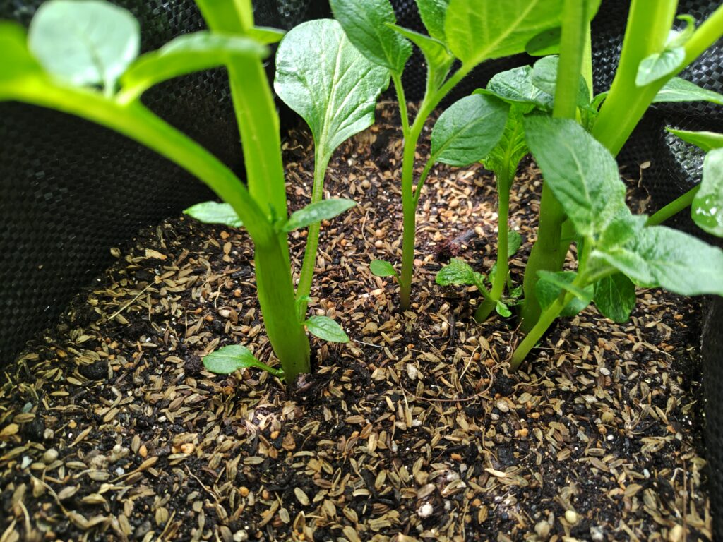 4/5土嚢袋のトウヤ手前