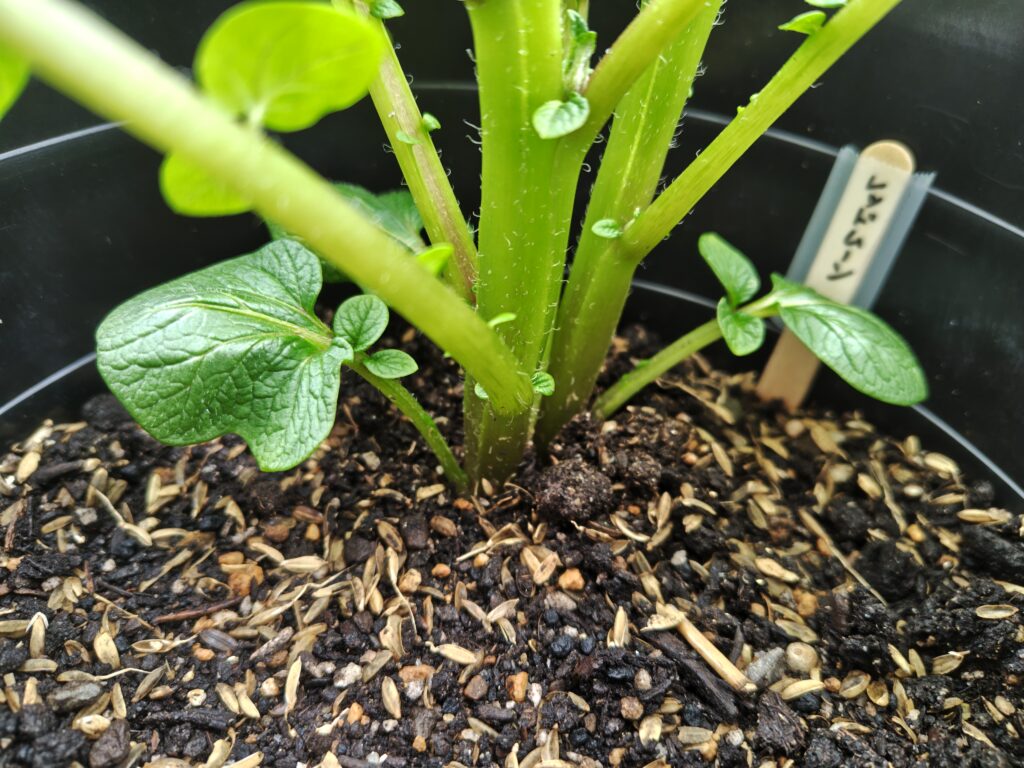 4/5 ゴミ箱レッドムーン１