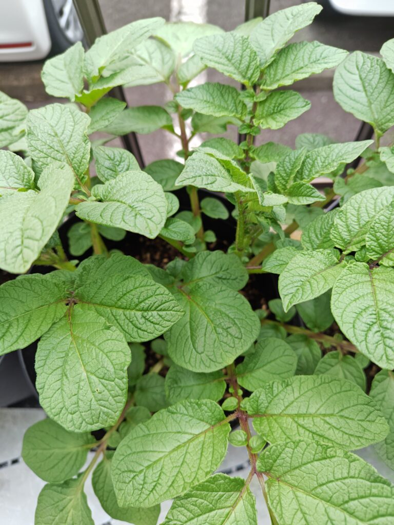 4/5 ゴミ箱レッドムーン２