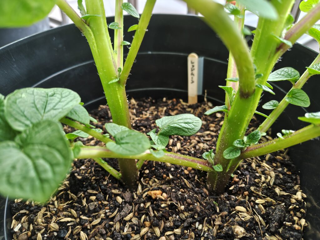 4/5 ゴミ箱レッドムーン２