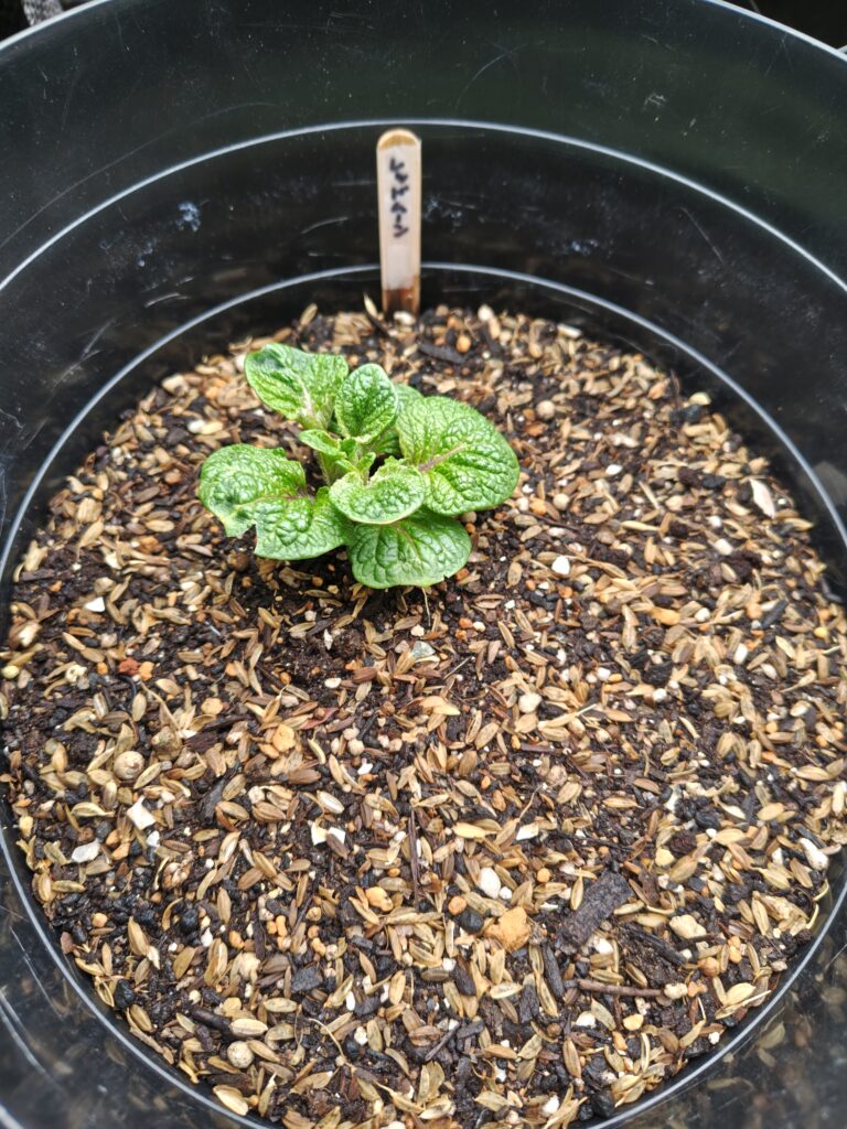 4/5 ゴミ箱レッドムーン３