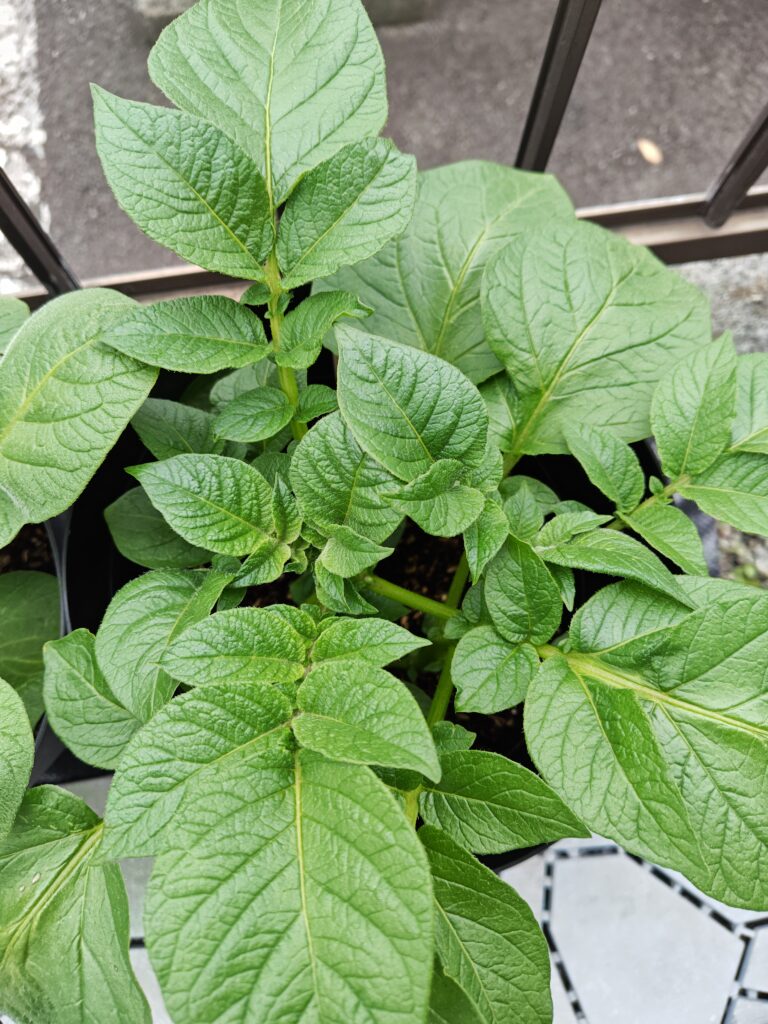 4/5ゴミ箱トウヤ