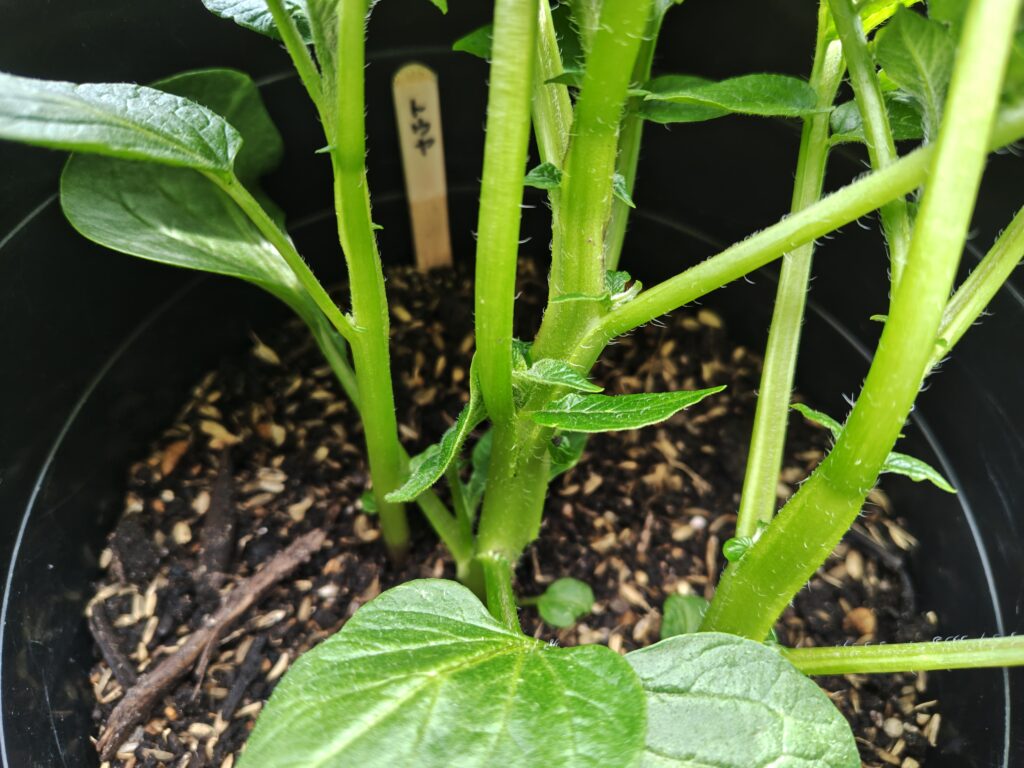 4/5ゴミ箱トウヤ