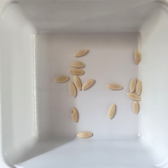 ダイソーきゅうりの種